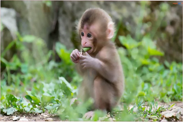 Giới thiệu tổng quan trò chơi khỉ vui vẻ.