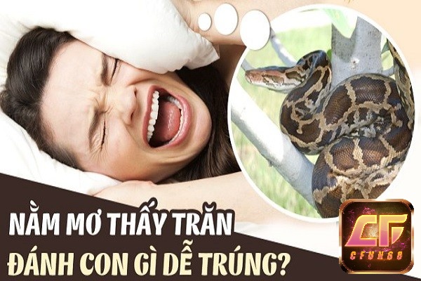 Mơ thấy con trăn mang tới con số đề có tỷ lệ trúng thưởng cao