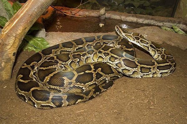 Mơ thấy con trăn: Tìm hiểu bộ số đề không nên bỏ qua