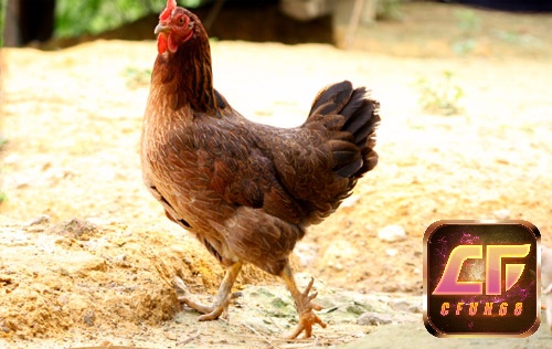 Mỗi giấc mơ đem lại những điềm báo khác nhau