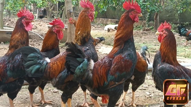 Mộng thấy một đàn gà trống là điềm báo rất tốt lành cho bạn