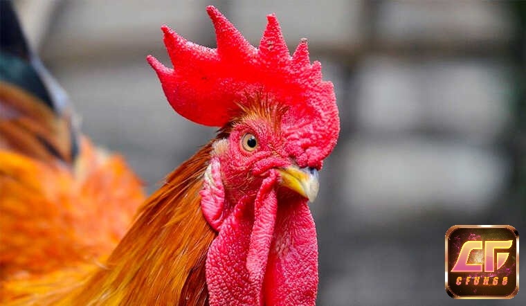 Chiêm bao thấy gà trống đánh số mấy còn tùy vào chi tiết giấc mơ