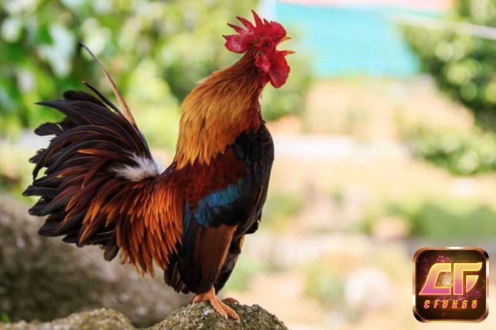 Mơ thấy gà trống gáy là dấu hiệu rất may mắn
