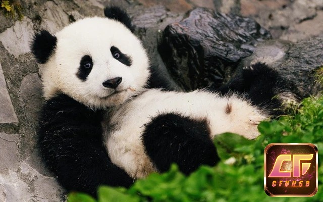 Mơ thấy gấu trúc là điềm báo thách thức trong cuộc sống
