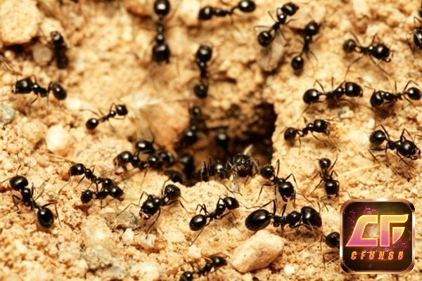 Mơ thấy kiến đen bò về tổ là điềm tốt cho sự nghiệp