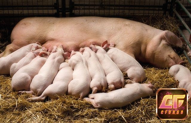 Khám phá mơ thấy lợn đẻ con đánh số gì dựa vào ý nghĩa của nó