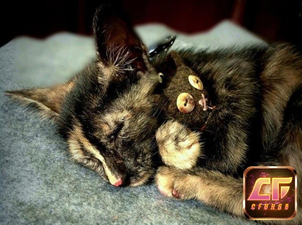 Ghi nhớ ý nghĩa của giấc mơ thấy mèo chết để giải đáp