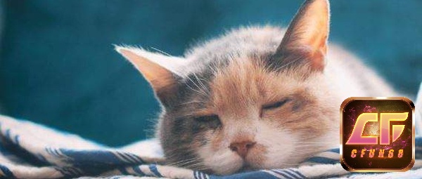 Chốt lô đề nhanh cùng con số từ giấc mơ thấy mèo chết