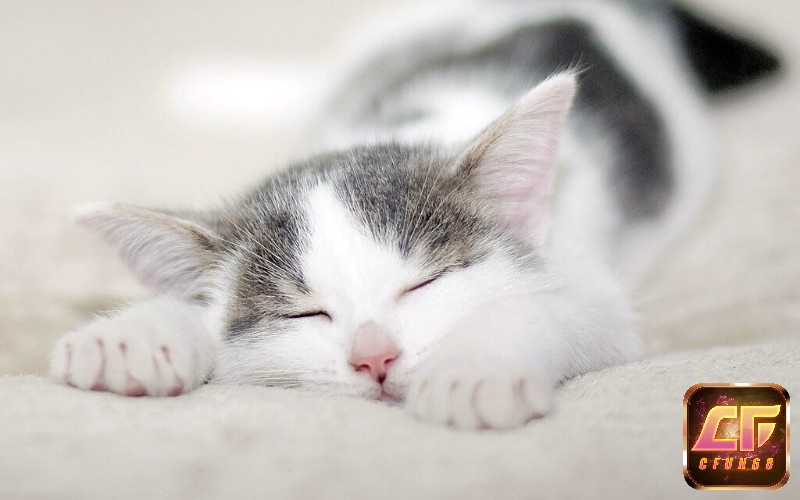 Giải mã ý nghĩa giấc mơ thấy mèo chết