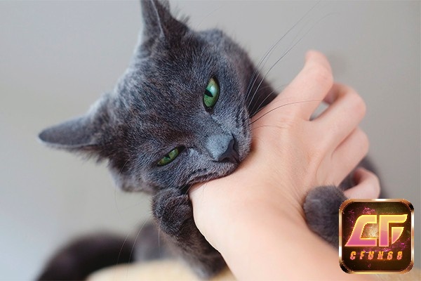 Mộng thấy mèo cắn cho thấy sự giúp đỡ trong công việc