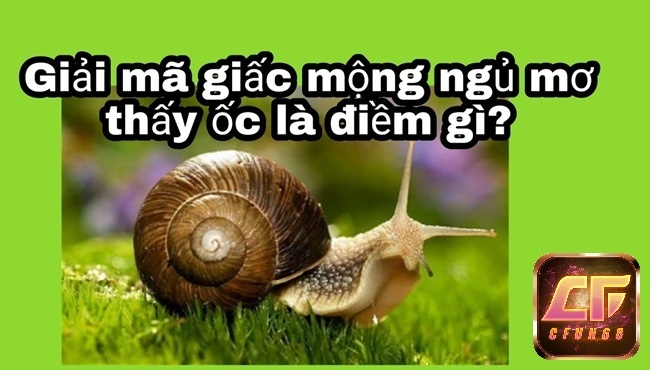 Mơ thấy ốc: Giải mã điềm báo, số đề may mắn cùng Cfun68