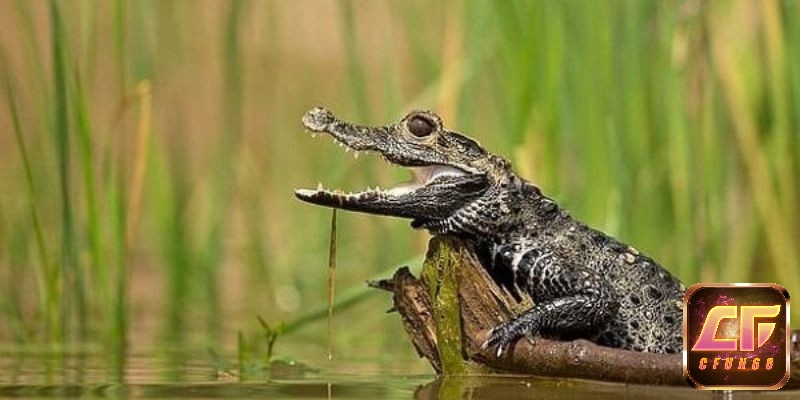 Nằm mơ thấy cá sấu và con số may mắn nên thử
