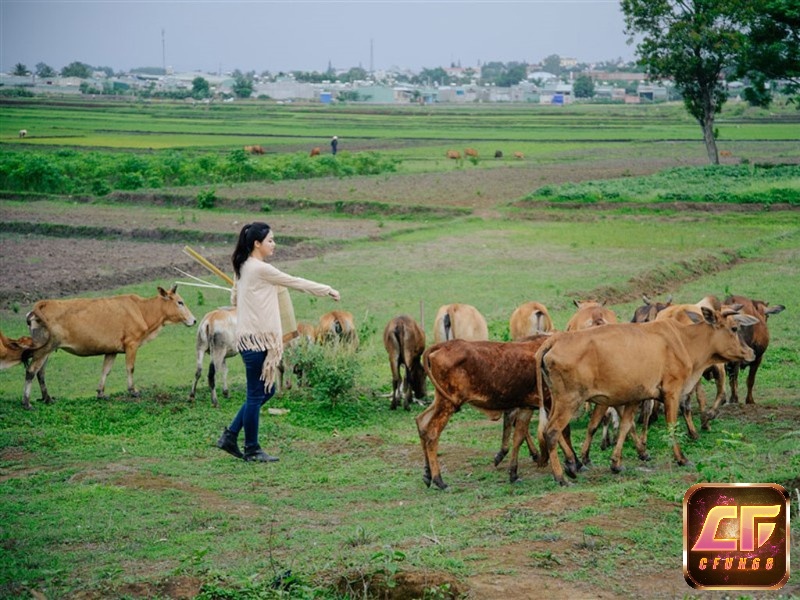 Mơ thấy đàn bò đánh số gì - Chiêm bao giúp dự đoán tương lai
