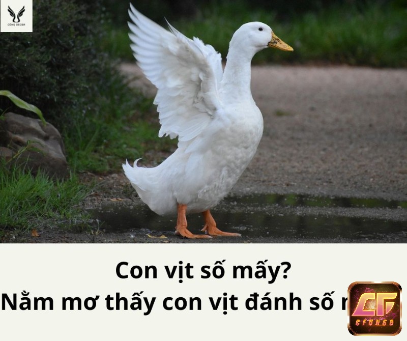 Nằm ngủ mơ thấy vịt thì nên xuống tiền cho bộ lô: 52 - 98