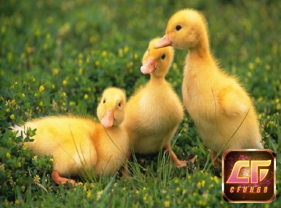 Mơ thấy đàn vịt con màu vàng cho thấy sự thịnh vượng và may mắn