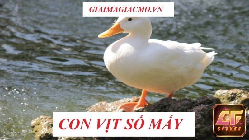 Cùng CFUN68 tìm hiểu chi tiết về mơ thấy đàn vịt con đánh số gì nhé