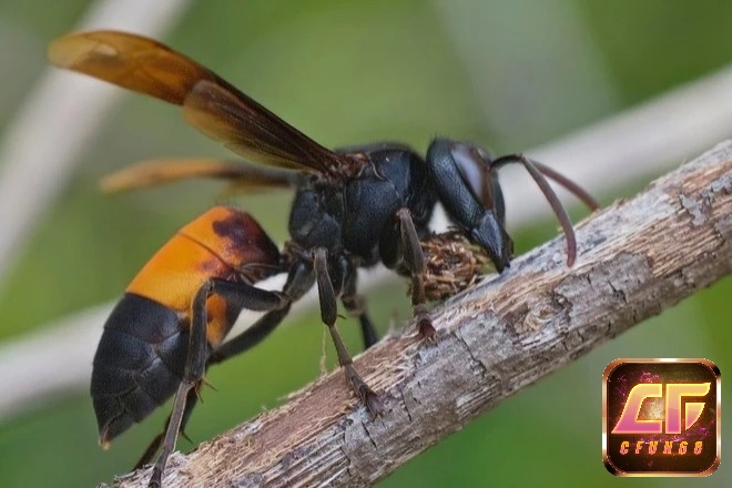 Mộng thấy ong vò vẽ thì cơ hội đổi đời là: 16 – 96