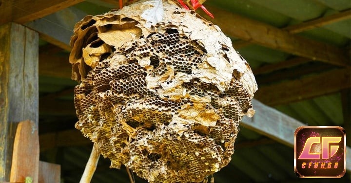 Mơ thấy tổ ong trong nhà báo hiệu cuộc sống bình yên, hạnh phúc của gia đình