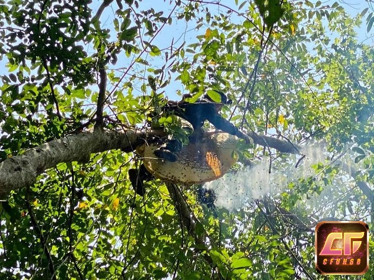 Mơ thấy đốt tổ ong báo hiệu bạn đang cản trở bản thân khỏi những cơ hội tốt