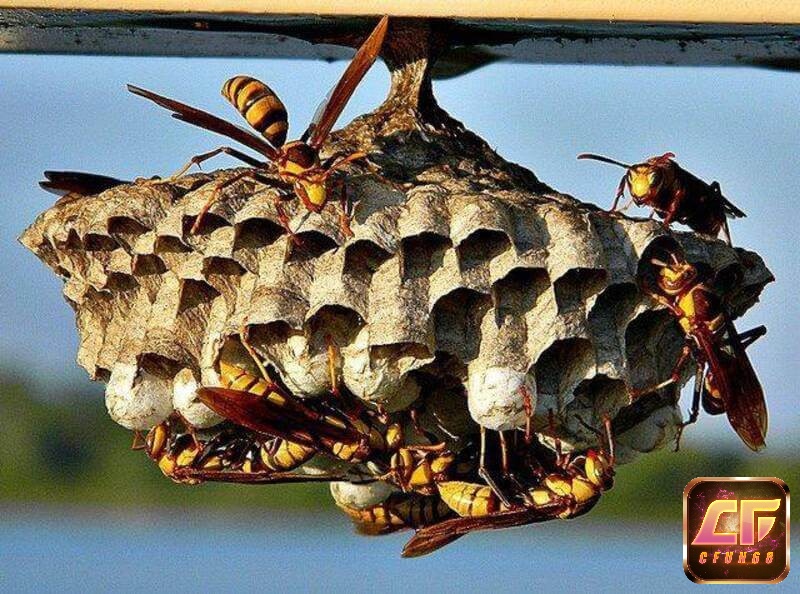 Chiêm bao thấy tổ ong vàng là điềm báo khó khăn về tài chính