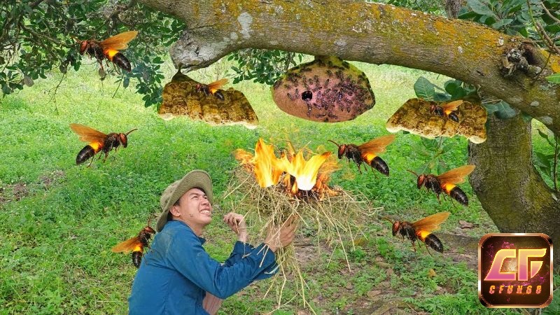 Mơ phá tổ ong cho thấy bạn đang có nhiều dự định trong tương lai