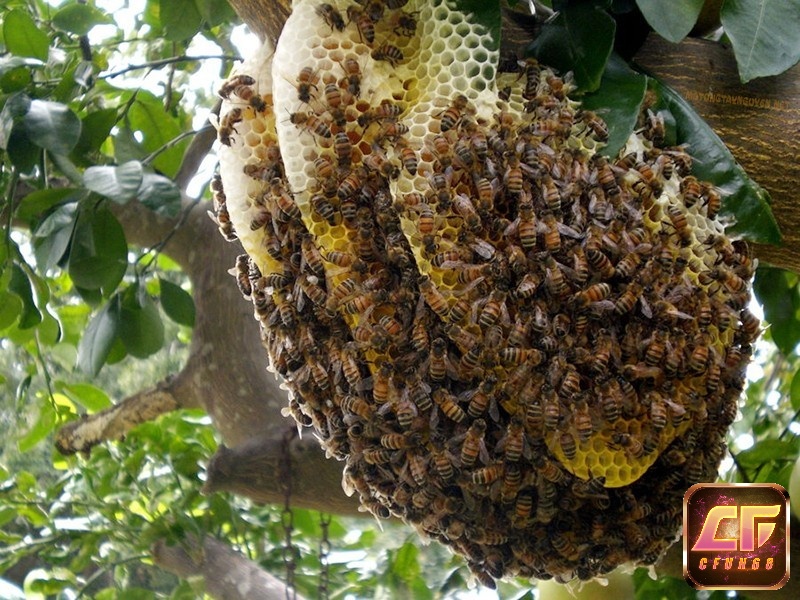 Ngủ mơ thấy tổ ong có phải là điềm báo may mắn?