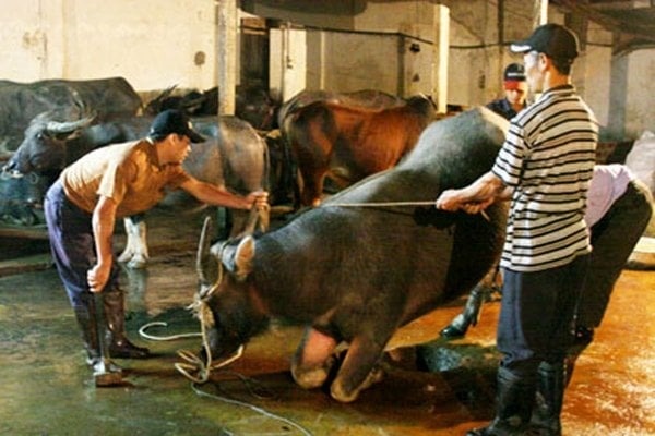 Mơ thấy giết trâu là điềm gì? Đánh con số nào may mắn?
