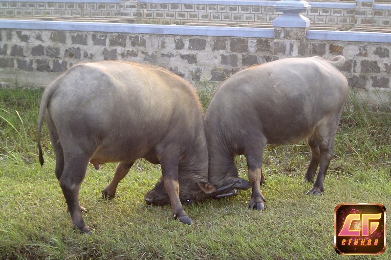 Mơ thấy 2 con trâu húc nhau ám chỉ chuyện tình cảm của bạn sẽ gặp khó khăn