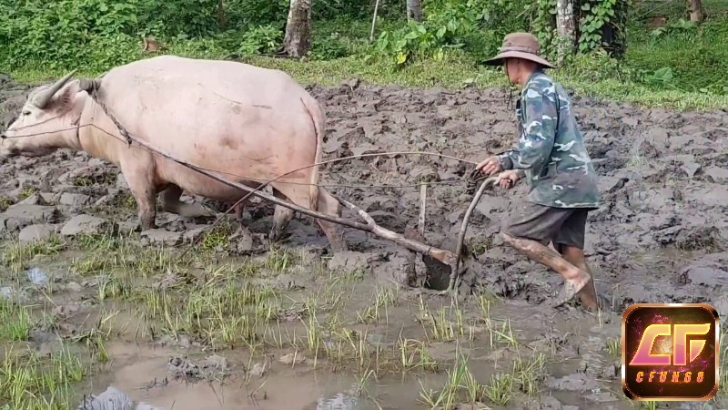 Ngủ mơ thấy trâu cày ruộng đánh đề con gì hôm sau trúng lớn?