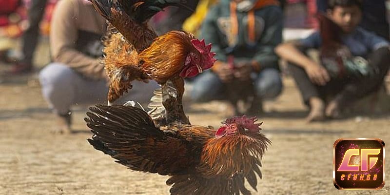 Nắm vững những nguyên tắc trong đá gà mạng là yếu tố quan trọng giúp người chơ hướng đến chiến thắng