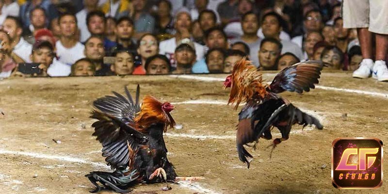Tìm hiểu về các loại gà chọi phổ biến nhất giúp đưa ra được quyết định cược chính xác hơn