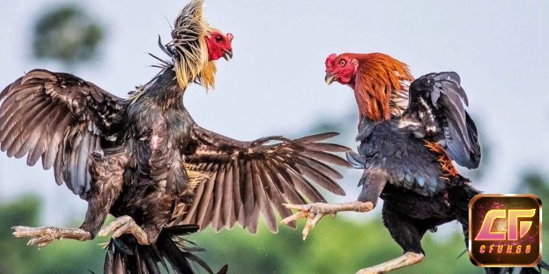 Quan sát và phần tích trận đấu đóng vai trò quan trọng để tạo lợi thế khi tham gia đá gà mạng