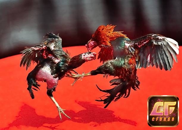 Những câu hỏi phổ biến thường hay gặp phải về cách đá gà mạng luôn thắng