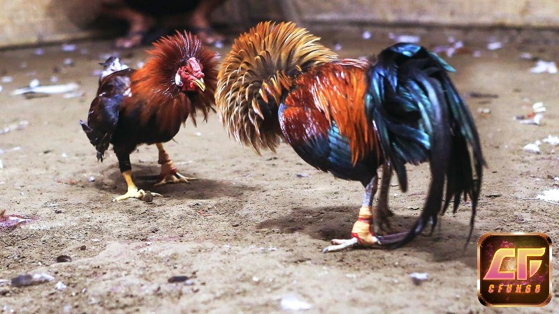 Điểm nổi bật nhất của hình thức chơi đá gà này chính là chất lượng của các chiến kê