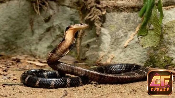 Rắn đuổi trong mơ khiến nhiều người vô cùng hoảng sợ 