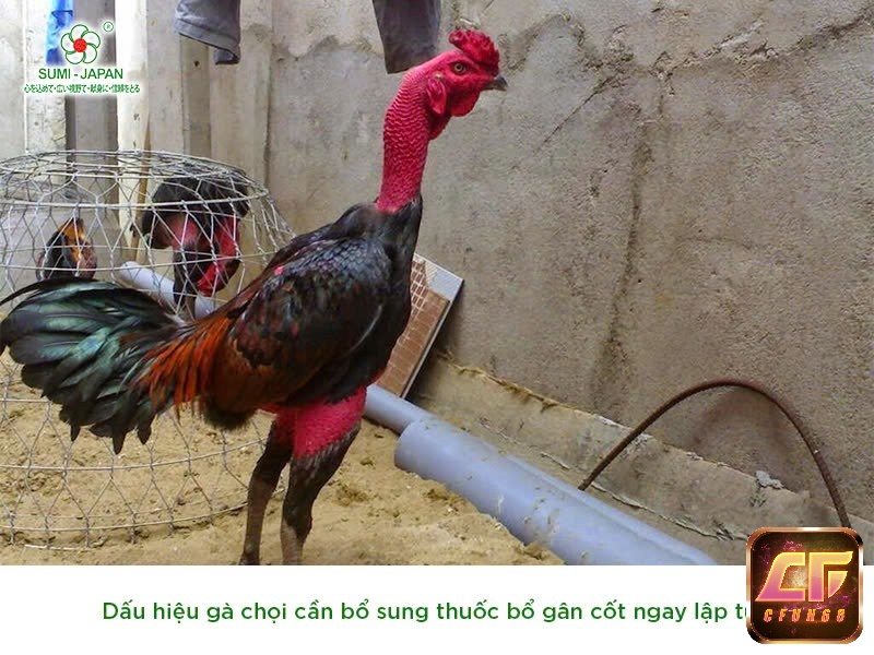 Cách chữa gà chọi bị đau gối với cần tây, rau má dễ tìm mà lại đem đến sự hỗ trợ tối ưu để tái tạo tế bào