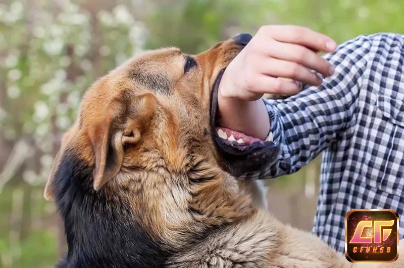 Giải mã giấc mơ chó cắn có thể liên quan đến vấn đề áp lực tâm lý