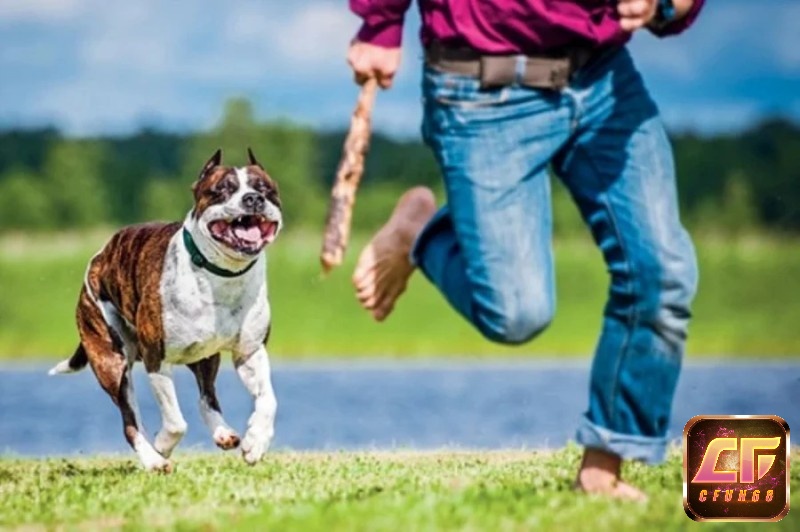 Giải mã giấc mơ chó cắn người khác cho thấy bạn đang quan tâm đến ai đó