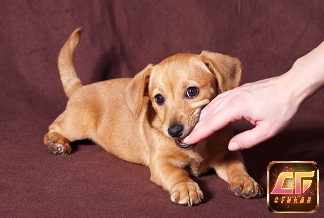 giải mã giấc mơ chó cắn người thân của bạn có thể là gia đình đang có chuyện