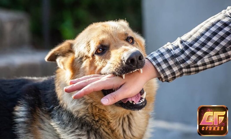 Giải mã giấc mơ chó cắn thì đánh số nào?