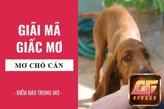 Giải mã giấc mơ chó cắn có điềm báo gì?