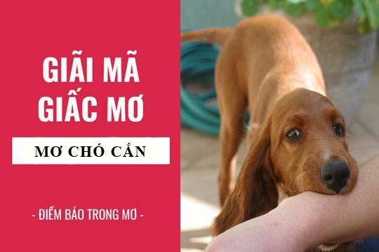 Giải mã giấc mơ chó cắn: 12 dạng hay gặp và ý nghĩa cụ thể