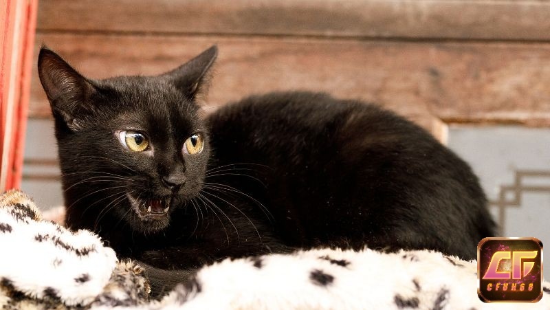 Mơ nuôi mèo đen cho thấy sự kiên trì sẽ đạt được thành công 
