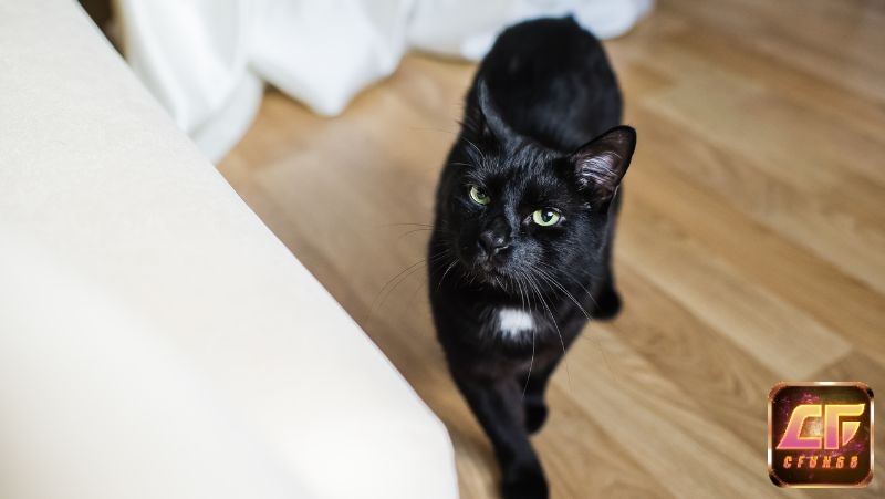 Tìm hiểu thêm bối cảnh mơ khác về mèo đen để có được dự báo 