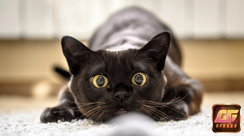 Mơ thấy mèo đen đánh số gì được luận theo từng chi tiết mơ 