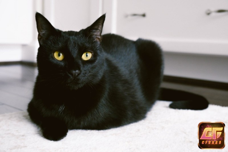 Mèo đen trong mơ mang lại cho gia chủ bộ số đề lộc lá 