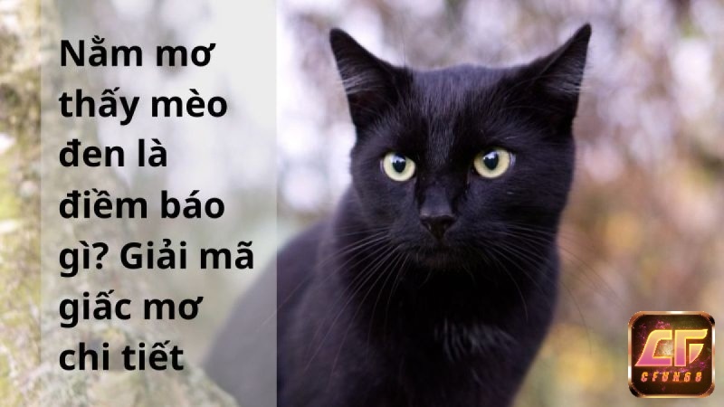 Mèo đen trong mơ mang lại điềm báo đặc biệt trong tương lai 