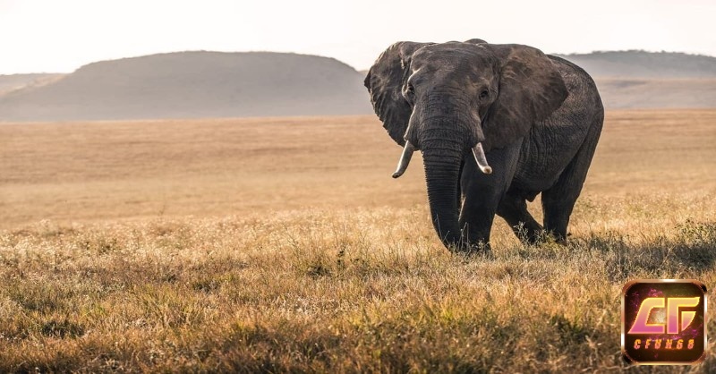 Mơ thấy voi thường gợi ý bộ số liên quan đến tài lộc và vận may