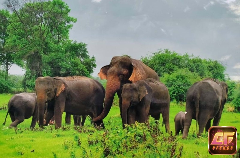 Điềm báo mơ bầy voi tượng trưng cho vị thế và sự phát triển bền vững