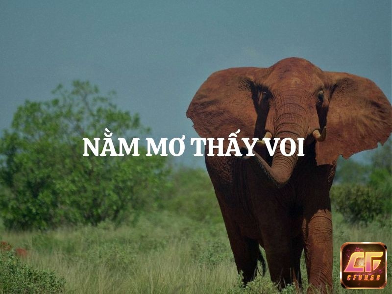 Giấc mơ thấy voi phản ánh vận khí và sự thay đổi trong cuộc sống của gia chủ 